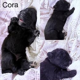 Cora - Black female Newfoundland puppy in Goodhue, Minnesota from Claypits Newfoundlands