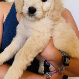 Cavapoo and Goldendoodle Puppies from Safari Doodles