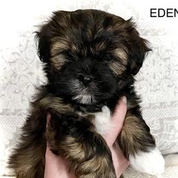 Shichons from Judi’s Shichons