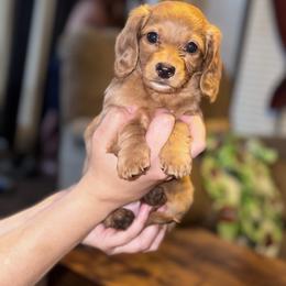 Brü - Red female Dachshund puppy in Hornbeck, Louisiana from A&Z Mini Dachshunds