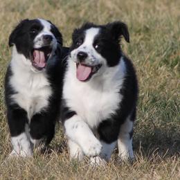 Australian Shepherd Puppies from Frantzick Farm Aussies