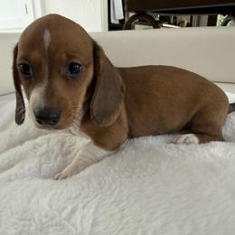 Boy number three, Sheba - Piebald male Dachshund puppy in Spokane, Washington from Dearhaven Doxie