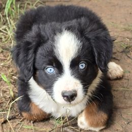 Rocky Road - Black tri male Miniature Australian Shepherd puppy in Paris, Texas from Blue Envy Mini Aussies