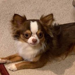 Lambo - Chihuahua