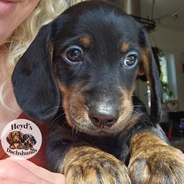 Dandelion - Black and tan male Dachshund puppy in Hoquiam, Washington from Heyd's Mini Dachshunds