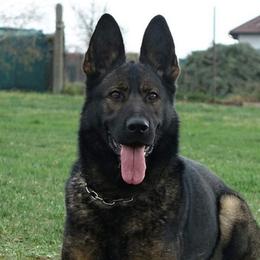 Darra  - German Shepherd