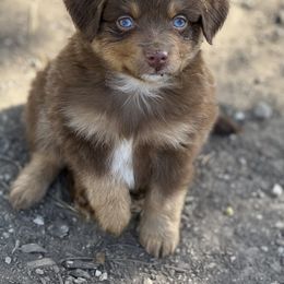 Miniature Australian Shepherd and Toy Australian Shepherd Puppies from Kickapoo Creek Toy & Mini Aussies