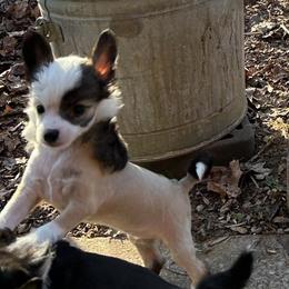 Shoi -Ming - Black and white female Chinese Crested puppy in Henderson, Kentucky from Western Kentucky Chihuahua’s and Chinese Crested’s