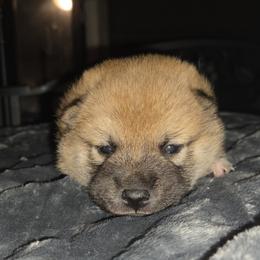 Crimson - Red male Shiba Inu puppy in Stanley, North Carolina from Yoru's Dojo Legacy