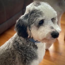 Bernedoodles and Poodles from Mad Brook Poodles and Doodles