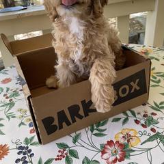 Australian Cobberdog Puppies from Mud Pies Australian Cobberdogs