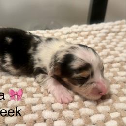 Luna - White and black female Pembroke Welsh Corgi puppy in Asheboro, North Carolina from Taylor's Creek Corgis