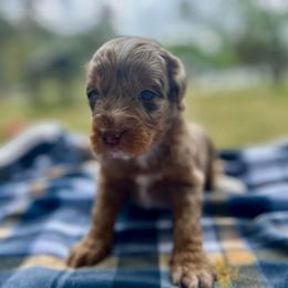 Rosco - Brown merle male Aussiedoodle puppy in Liberty, Texas from Poodles and Doodles Most Excellent Adventures