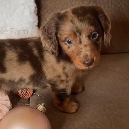 Dachshund and Miniature Schnauzer Puppies from The Bossy Doxie Farm