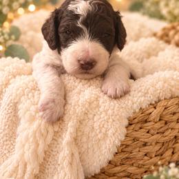 Dobby - Sable male Poodle puppy in Washington, Pennsylvania from Patriotic Poodles