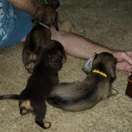 Dachshund Puppies from CLARK'S BREEDING PROGRAM