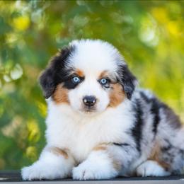 Pacey - Blue merle male Miniature American Shepherd puppy in Tonopah, Arizona from King's Miniature American Shepherds