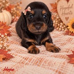Hope - Black and tan female Dachshund puppy in Riverton, Wyoming from Wild Rose Ridge Doxies