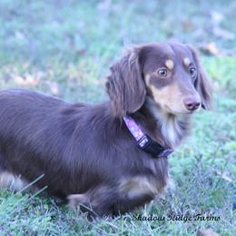 Maple - Dachshund