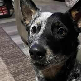 Australian Cattle Dogs from Pointless Acres