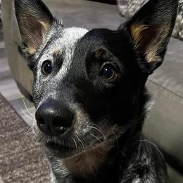 Australian Cattle Dogs from Pointless Acres
