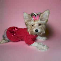 Yorkshire Terrier Puppies from Kruz Kennels