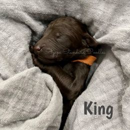 Poodle Puppies from Agape Standard Poodles