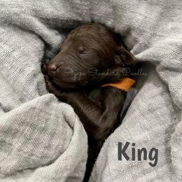 Poodle Puppies from Agape Standard Poodles