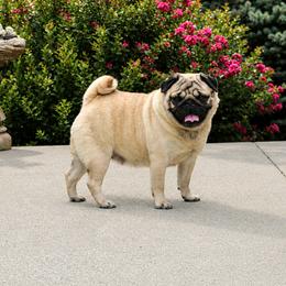 Dally - Pug