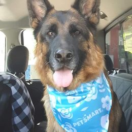 German Shepherds from Rosato Shepherds