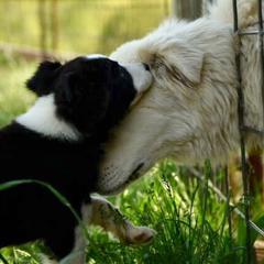 Border Collie and Maremma Sheepdog Puppies from 2J 2K Border Collies & Maremma Sheepdogs
