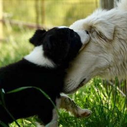 Border Collie and Maremma Sheepdog Puppies from 2J 2K Border Collies & Maremma Sheepdogs