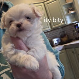 Ity bity - White female Maltese puppy in La Pine, Oregon from Happier with Dogs
