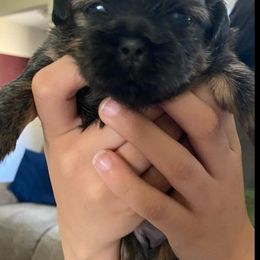 Shih Tzu All Grown Up from Monica Sauceda