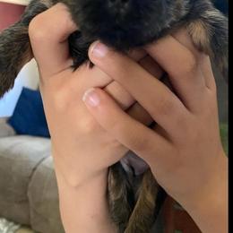 Shih Tzu All Grown Up from Monica Sauceda