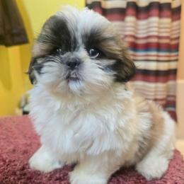 Millie - Tricolor female Shih Tzu puppy in Stroudsburg, Pennsylvania from Puppyville Pa Shih Tzu & frenchies