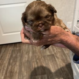 Shih Tzus from Burke Manor Shih Tzu