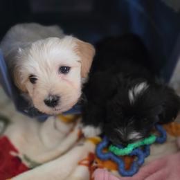 Havanese Puppies from Watson Farms