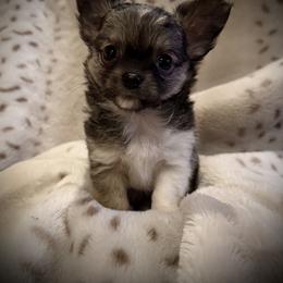 Rosie - Sable spotted white female Chihuahua puppy in New Bedford, Massachusetts from Roark Pack Chihuahua's & Pomsky's