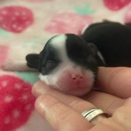 Miso - Black and white male Chinese Crested puppy in Dublin, California from Show Style Chinese Cresteds