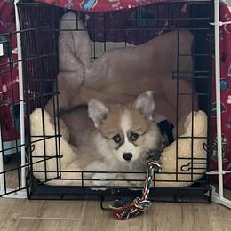 Miniature American Shepherd and Pembroke Welsh Corgi Puppies from Zugspitze Pembroke Welsh Corgis & Mini American Shepherds