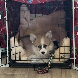Miniature American Shepherd and Pembroke Welsh Corgi Puppies from Zugspitze Pembroke Welsh Corgis & Mini American Shepherds