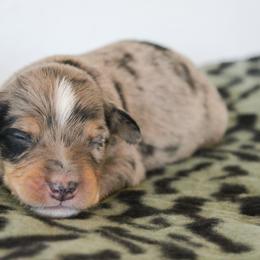 Colt - Blue merle male Australian Shepherd puppy in Crane, Missouri from Westrip Angus & Aussies