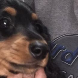 Dachshunds from M & K's Goodies