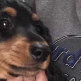 Dachshunds from M & K's Goodies