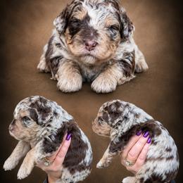 Boy 4, Patch - Merle male Bernedoodle puppy in Delphos, Ohio from Route 66 Poodles & Doodles, Sapphire Shih-tzu's of Ohio