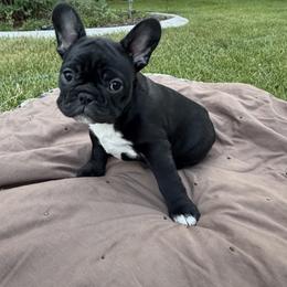 French Bulldog Puppies from Fair Towne Frenchies