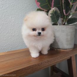 Chunker - Cream male Pomeranian puppy in Placer County, California from Lilmonster Pomeranians