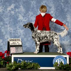 English Setter Puppies from Rivendell English Setters