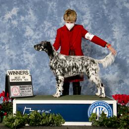 English Setter Puppies from Rivendell English Setters